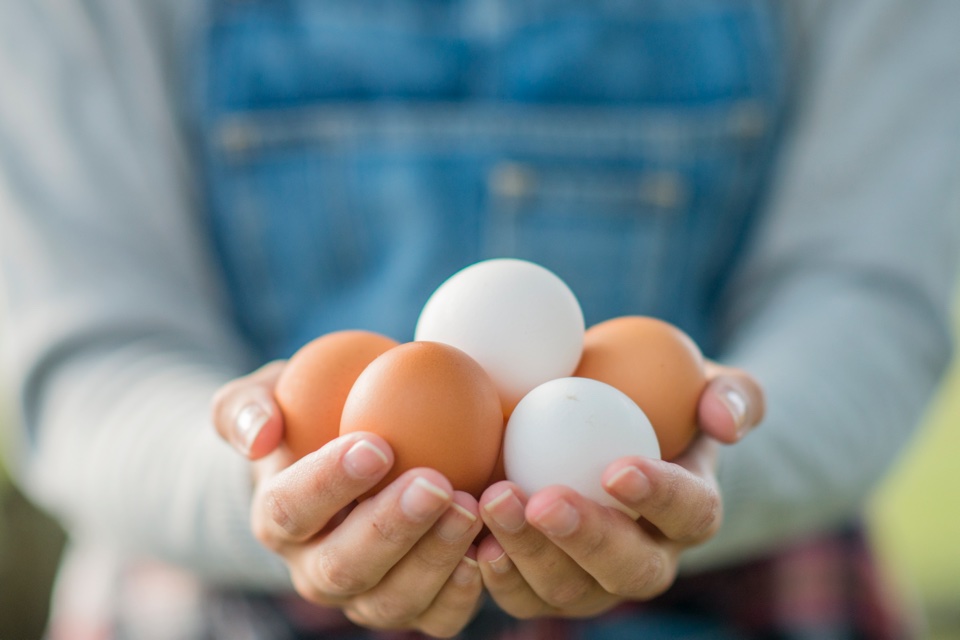 egg farms - egg picture - Daybreak Farms